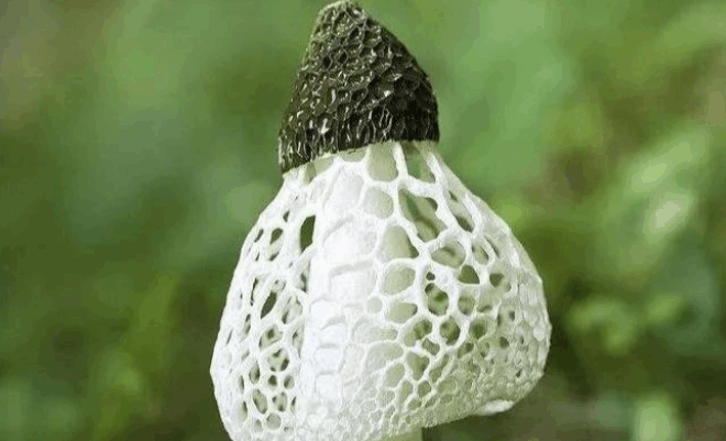 长宁竹荪