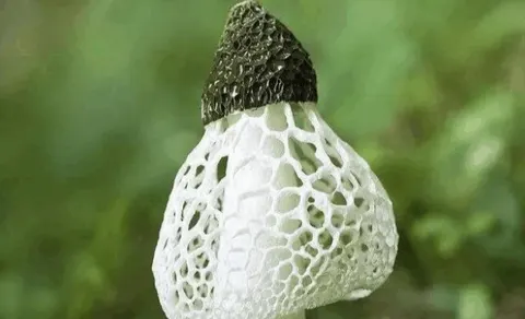 长宁竹荪