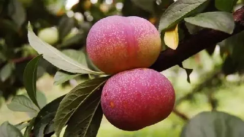 桐乡槜李