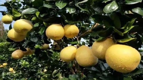 贡水白柚