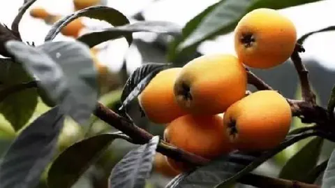 三潭枇杷