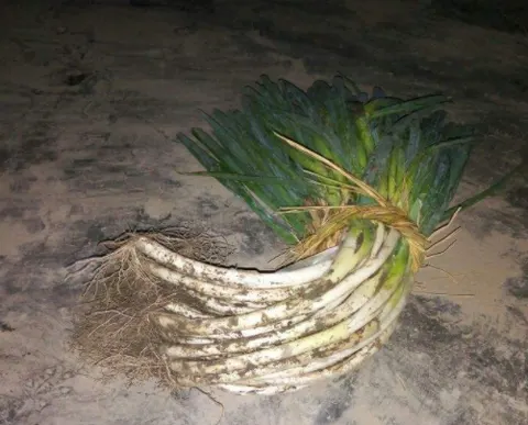 熬脑大葱