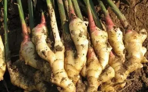 清化姜