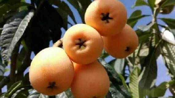 石棉枇杷