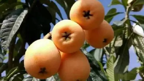 石棉枇杷
