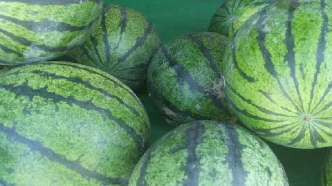 嘉峪关野麻湾西瓜