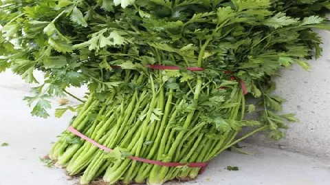 鲍家芹菜