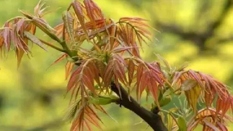 赵八洞香椿