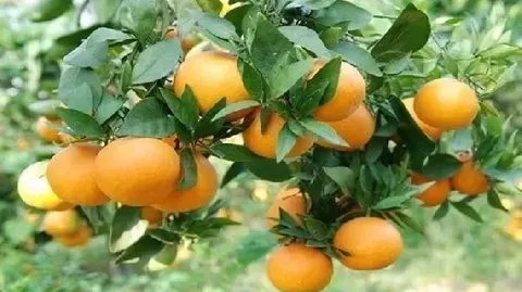 蓬安锦橙