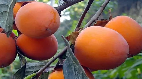 荥阳柿子