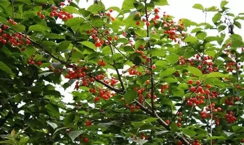 郑州樱桃沟樱桃