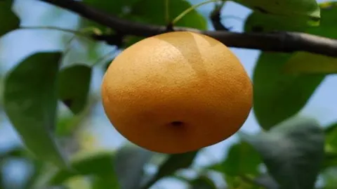 旧口砂梨