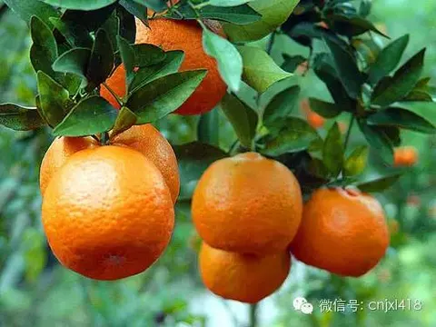 江安夏橙