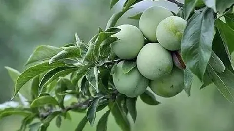 江安大白李