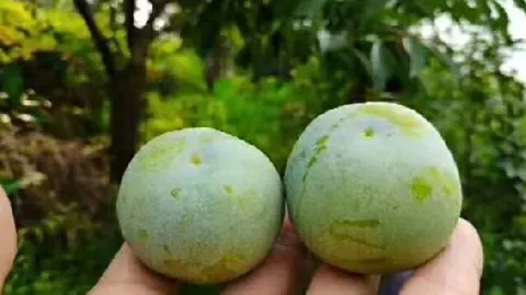 达州脆李