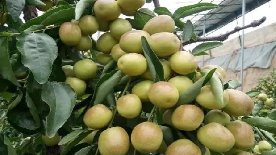 大荔冬枣