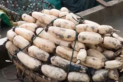 汉寿玉臂藕