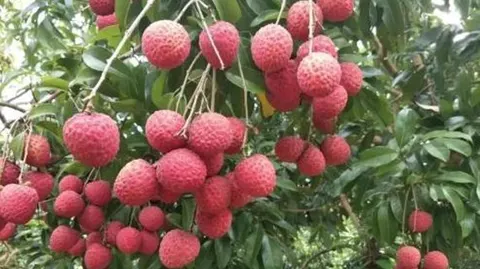 增城荔枝