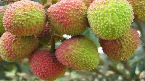 增城挂绿荔枝