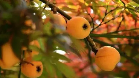 龙泉驿枇杷