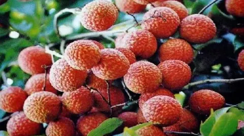 九湖兰竹荔枝