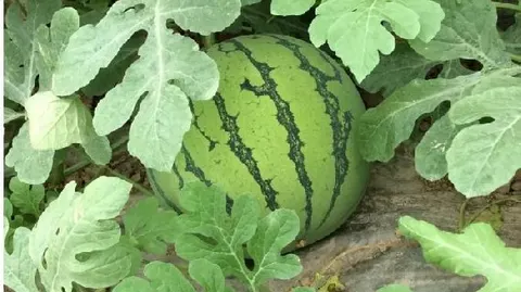 双湾西瓜