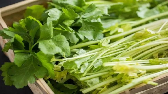 涛雒芹菜