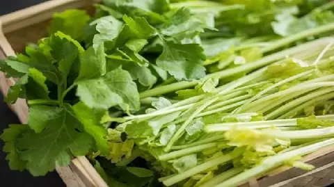 涛雒芹菜
