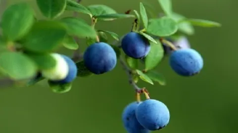 胶南蓝莓
