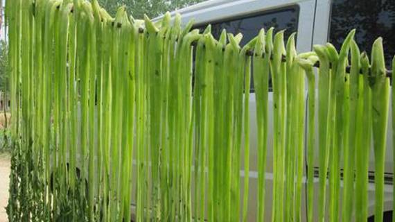 邳州苔干