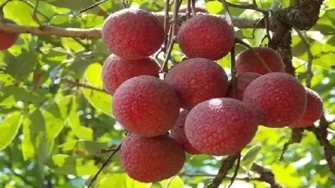 乌石荔枝