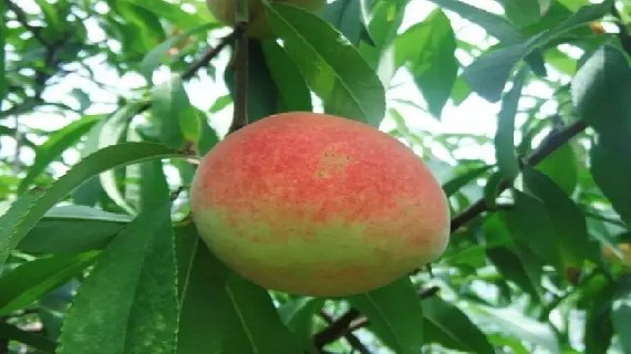 穆阳水蜜桃