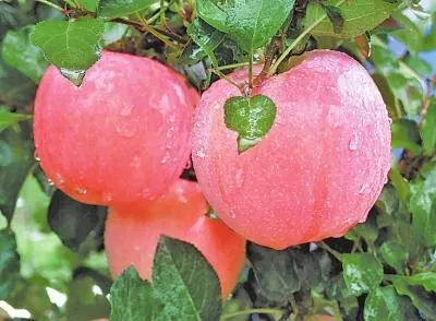 上戈苹果