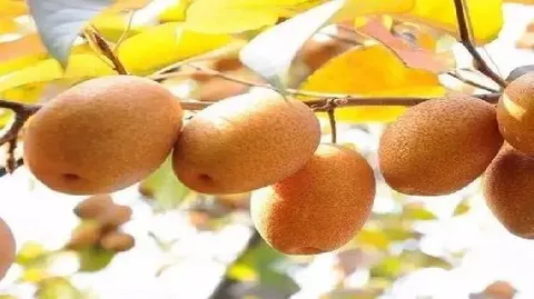 洛宁金珠果