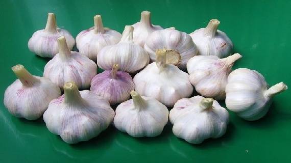 昭苏大蒜