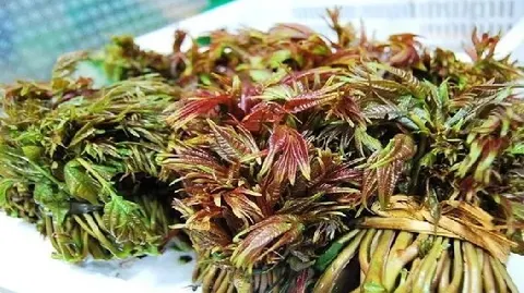 孙家湾香椿