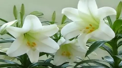 杜马百合