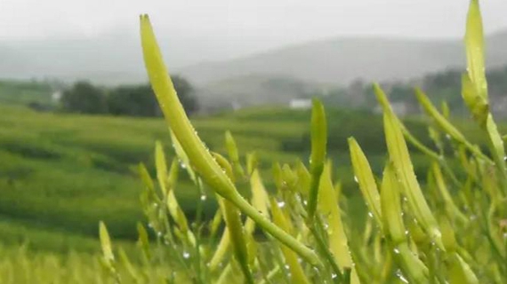 大罗黄花