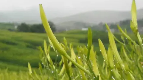 大罗黄花