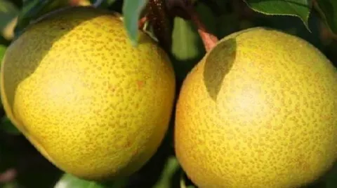 麦地湾梨
