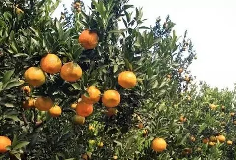 清江椪柑