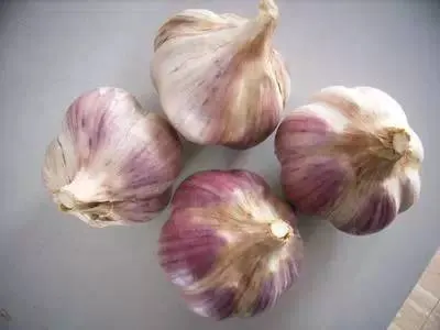 徽县紫皮大蒜