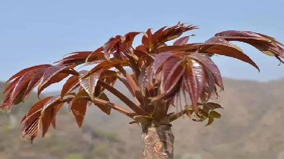 泗家水红头香椿