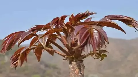 泗家水红头香椿