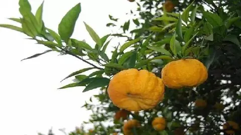 木里皱皮柑