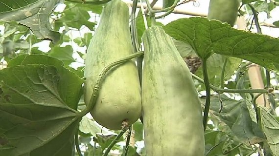青县羊角脆