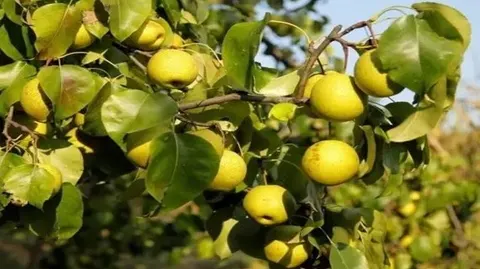 高平大黄梨