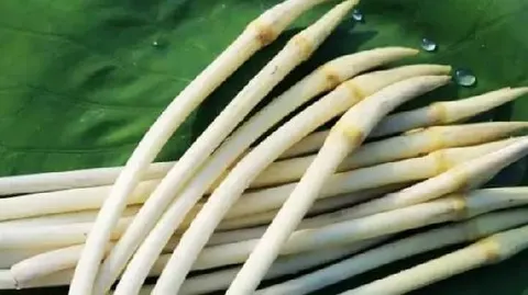 洪湖藕带