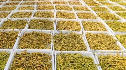 祁东黄花菜
