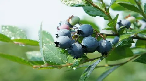 麻江蓝莓